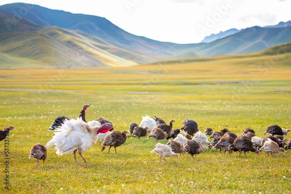 Fototapeta Turkeys walk on the grass in a green meadow in a pasture. Animal husbandry and agriculture in the mountains. Handsome male turkey close-up.