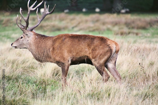 Fototapeta A view of a Red Deer in the Cheshire Countryside