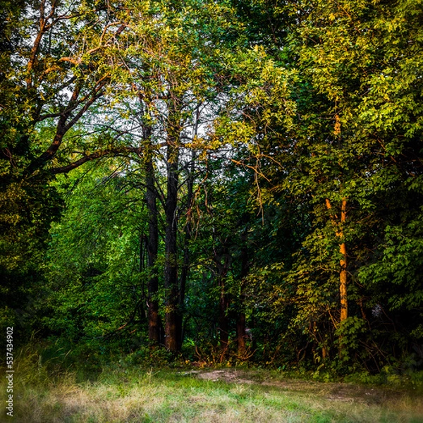 Fototapeta A fragment of forest area in the evening summer.