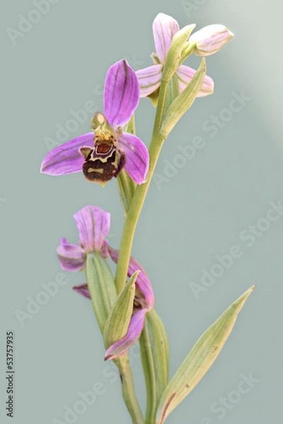 Fototapeta Orchidée Ophrys apifera - FRANCE