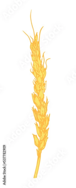 Fototapeta yellow spikelet, a sketch of rye or wheat hand-drawn in sketch style isolated element on white, for packaging bread flour