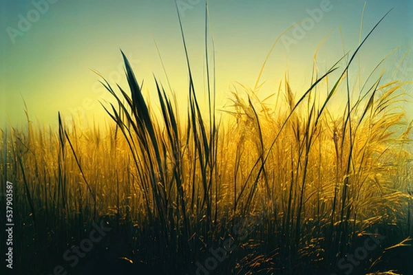 Fototapeta Abstract natural background of soft plants Cortaderia selloana. Pampas grass on a blurry bokeh, Dry reeds boho style. Fluffy stems of tall grass in winter