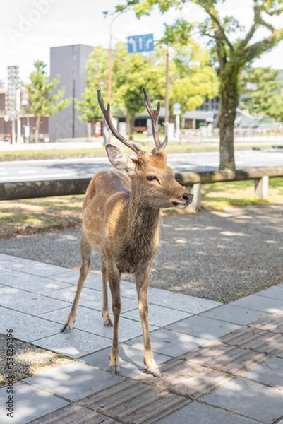 Fototapeta Deer in Nara Park Japan