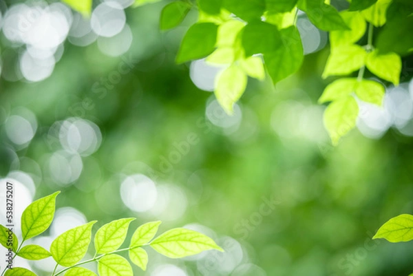 Fototapeta Gorgeous nature view of green leaf on blurred greenery background in garden. Natural green leaves plants used as spring background cover page greenery environment ecology lime green wallpaper