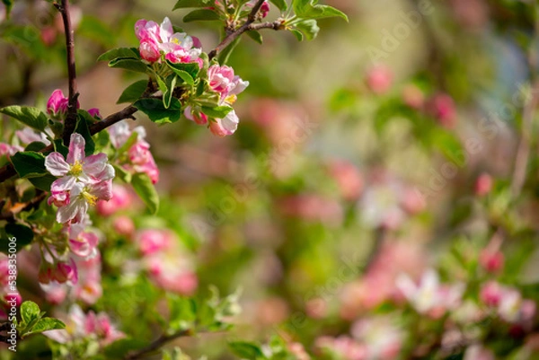 Fototapeta Spring blooming sakura trees. Pink flowers Sakura Spring landscape with blooming pink tree. Beautiful sakura garden on a sunny day.Beautiful concept of romance and love with delicate flowers.