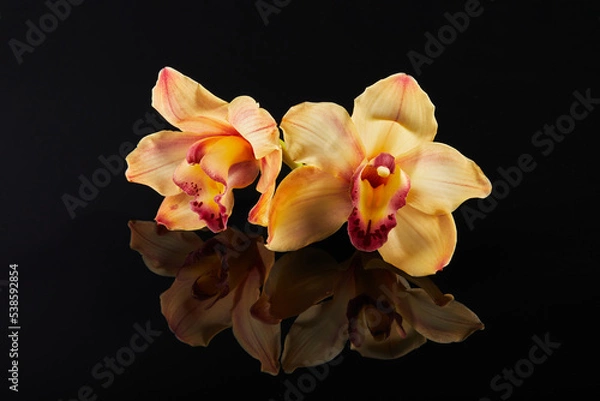 Fototapeta Cymbidium orchid flower on black glass background with reflection