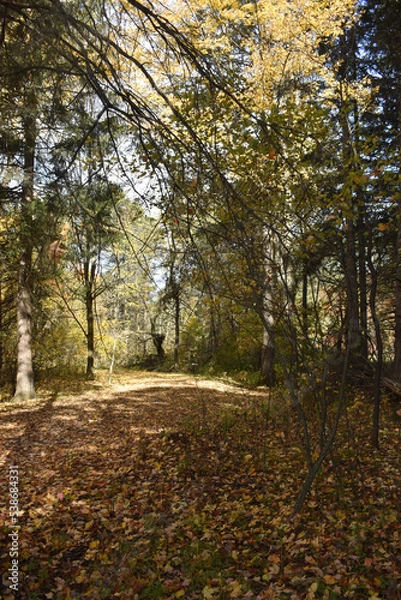 Fototapeta Forêt Drummond 16 Octobre 2022