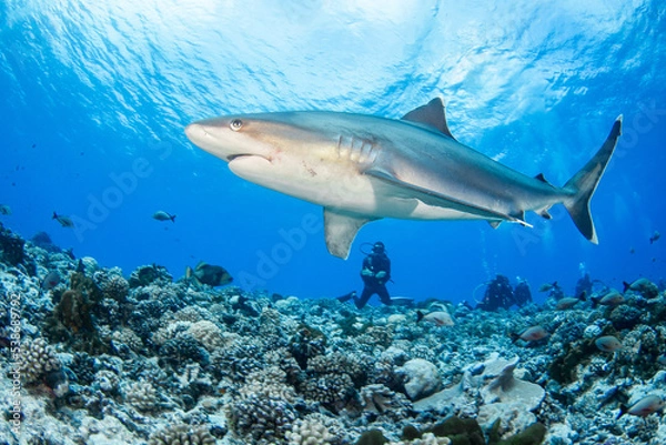 Fototapeta Silvertip shark