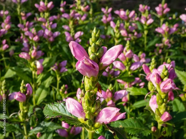 Fototapeta The Turtlehead, pink or Lyon's turtlehead (Chelone lyonii) flowering with hooded, snapdragon-like, two-lipped, pink flowers