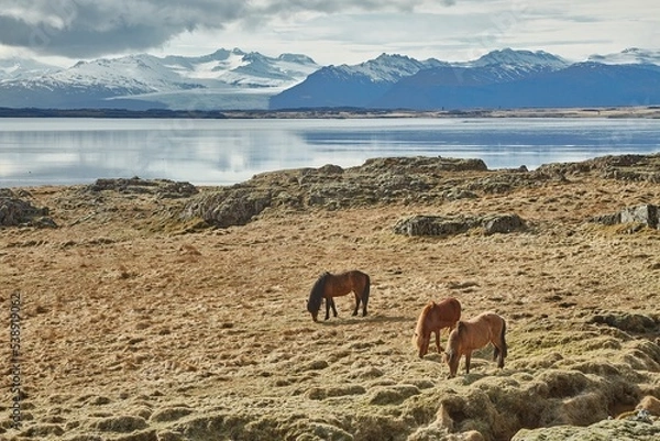 Fototapeta Horse grazing on a field