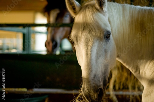 Fototapeta Paso Fino horse eating hay in open stall backlit by early morning light