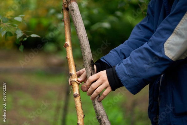 Fototapeta young new tree care, gardener person near growing plant