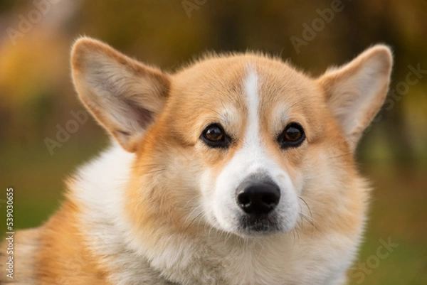 Fototapeta happy smiling corgi face outdoors in autumn