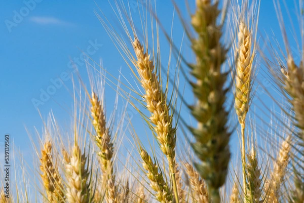 Fototapeta wheat in the field on a sunny day