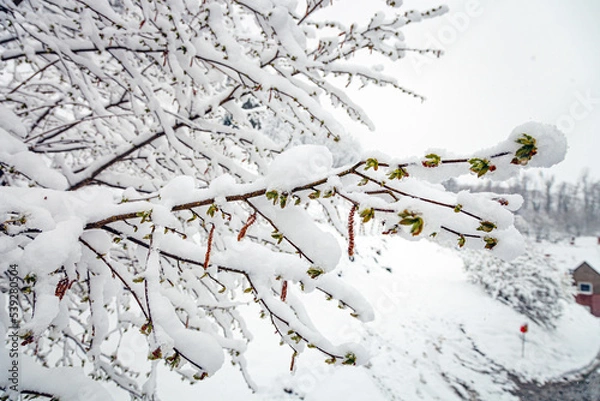 Fototapeta A branch of a hazel tree after a snowfall