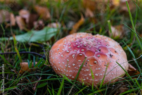 Fototapeta beautiful closeup of forest mushrooms in grass, autumn season, mushroom and leafs in grass