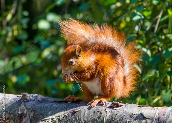 Fototapeta Red squirrel on a branch