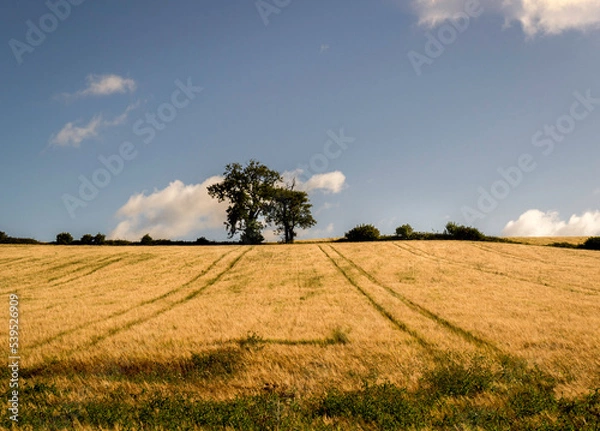 Obraz Golden corn field with two trees at the top