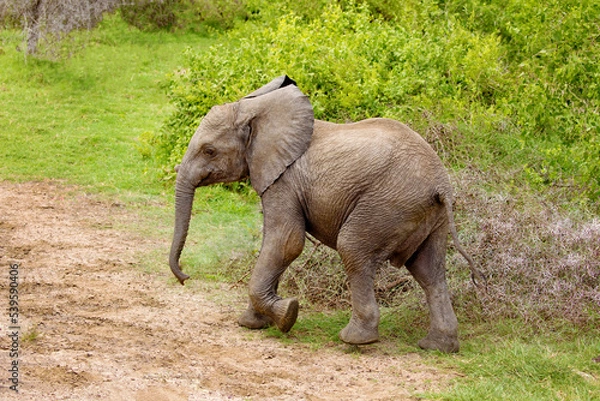 Fototapeta a baby elephant walks free in the forest of an African reserve in Tanzania. Close up