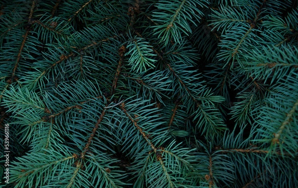 Fototapeta Dark background texture of fir branches for Christmas card. Copy space.