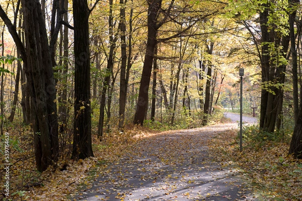 Fototapeta piste cyclable en automne