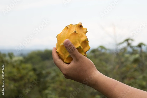 Fototapeta Pitahaya or dragon fruit is grown organically in the Peruvian jungle, specifically in the Alto Mayo area, this fruit is appreciated worldwide for its properties and excellent flavor.