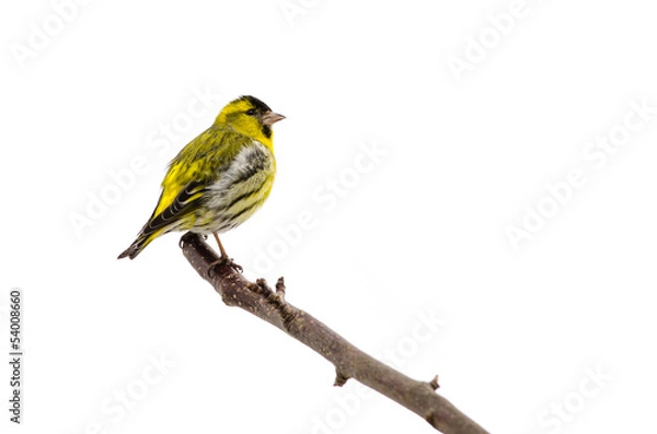 Fototapeta Siskin