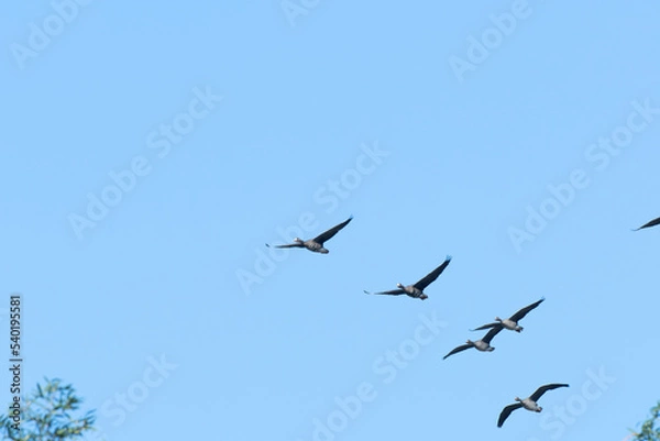 Fototapeta Flock of white-fronted geese flying