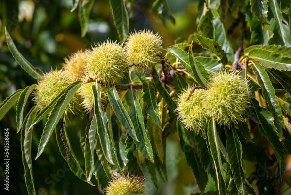 Fototapeta Close up of sweet chestnuts (castanea sativa) on a chestnut tree