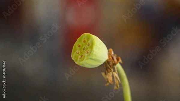 Fototapeta Lotus root