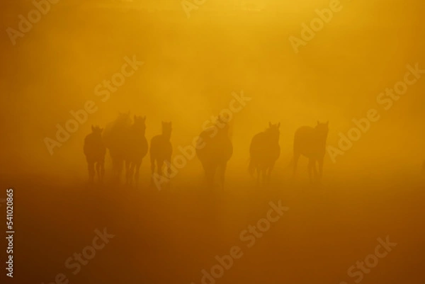 Obraz herd of horses running at sunset