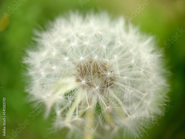 Fototapeta Fluffy dandelion bud close-up on grass background