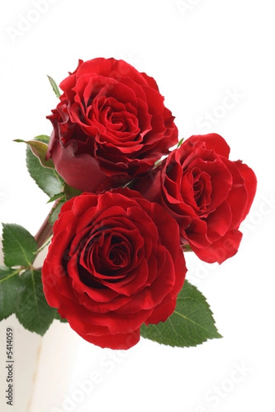 Fototapeta three beautiful red roses isolated on white