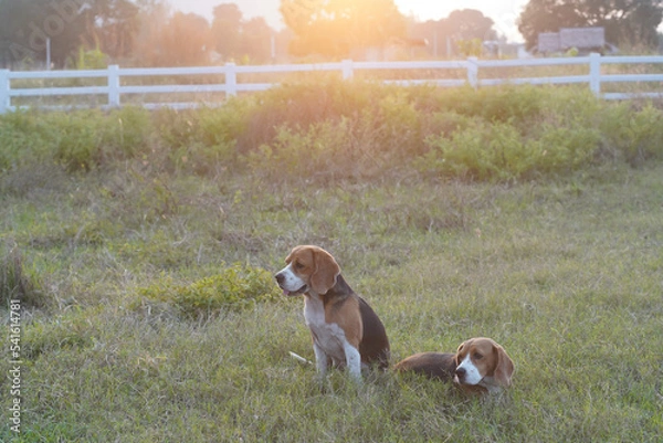 Fototapeta Beagle dogs are relaxing on the green grass outdoor in the farm.