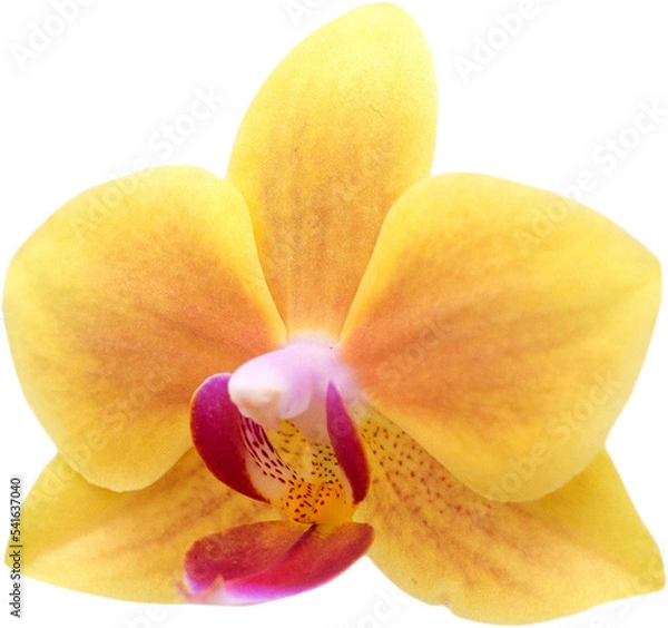 Fototapeta orchid flower