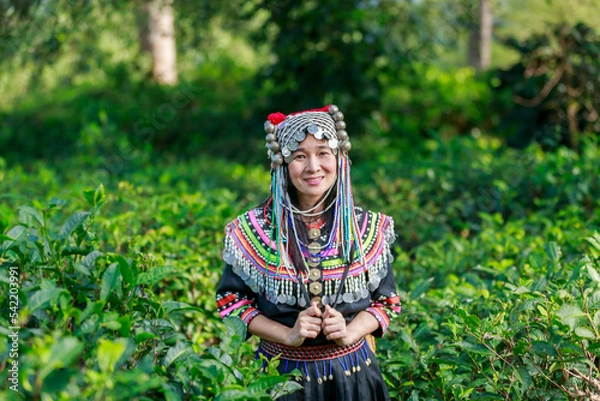 Fototapeta Hill tribe Asian woman in traditional clothes collecting tea leaves with basket in tea plantations terrace, Chiang mai, Thailand collect tea leaves