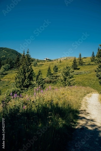 Fototapeta Aerial view of green Carpathian mountains in the Ivano-Frankivsk region, Ukraine