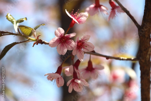 Fototapeta pink cherry blossoms in the garden beautiful and natural with green bokeh background.