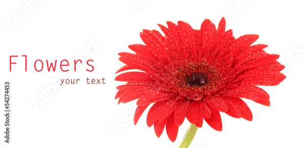 Fototapeta Beautiful red gerbera on white background