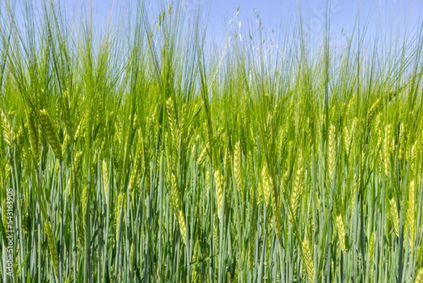 Fototapeta agricultural field where green rye grows, agriculture for obtaining grain crops, rye is young and green and still immature, close - up of the agricultural crop rye