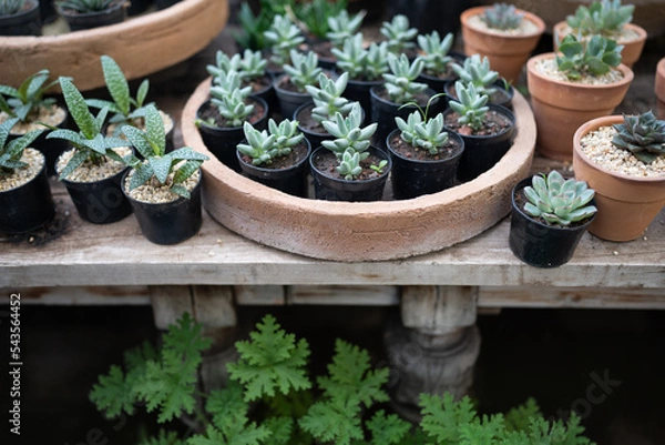 Fototapeta Cozy plant store with planter pots on wooden showcase and terracotta pot on floor. Greenhouse with decorative succulent houseplants for sale. Home floral design studio. Small business, garden nursery.