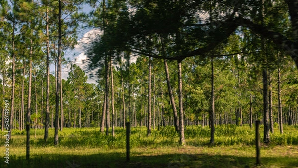 Fototapeta Florida trees and forests