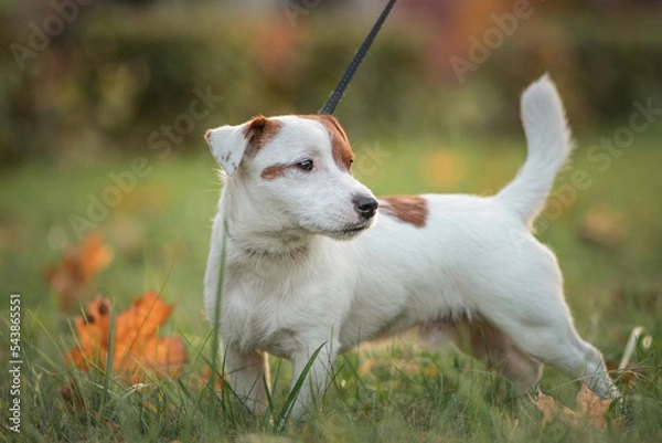 Fototapeta Portrait of a beautiful thoroughbred Jack Russell Terrier on a walk in the grass.