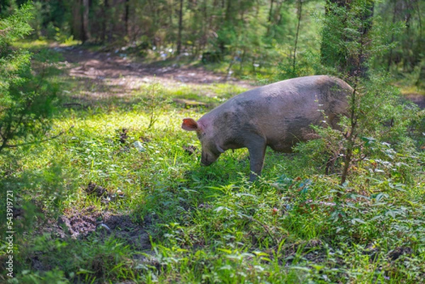 Fototapeta one big pig is looking for food in the grass