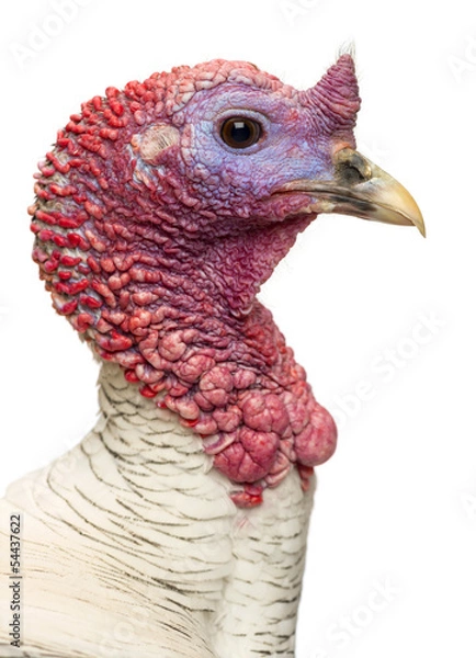 Fototapeta Close-up of a Turkey, Meleagris gallopavo, isolated on white