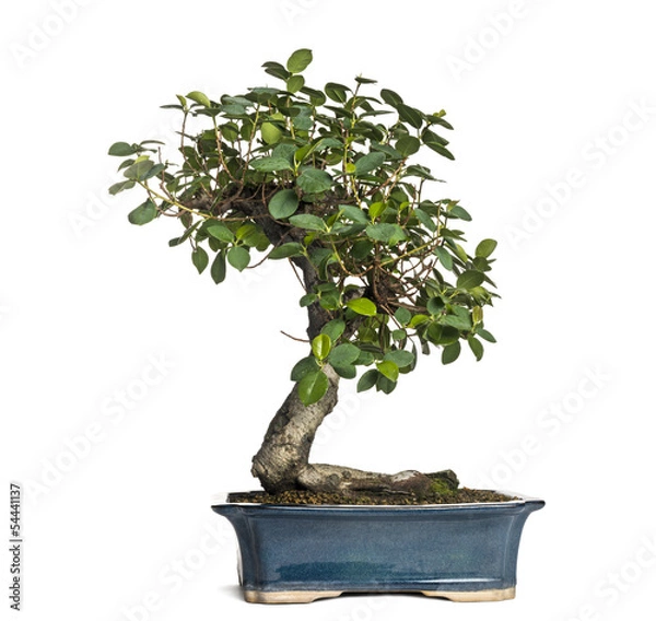 Fototapeta Ficus panda bonsai tree, ficus retusa, isolated on white