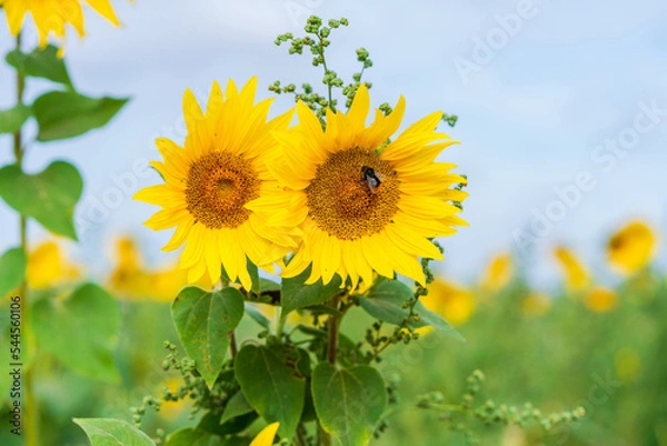 Fototapeta Bee on a sunflower - selective focus