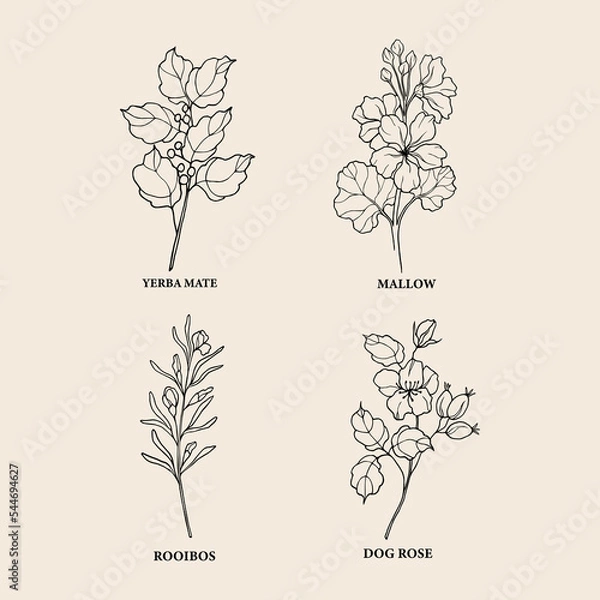 Fototapeta Hand drawn medicinal plants and flowers for herbal tea