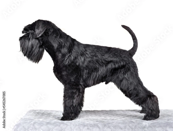 Fototapeta Miniature schnauzer dog