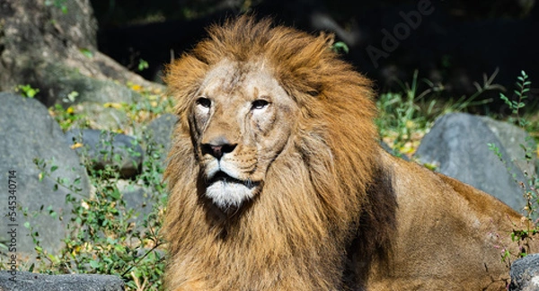 Fototapeta 遠くを見つめる動物園の雄ライオン